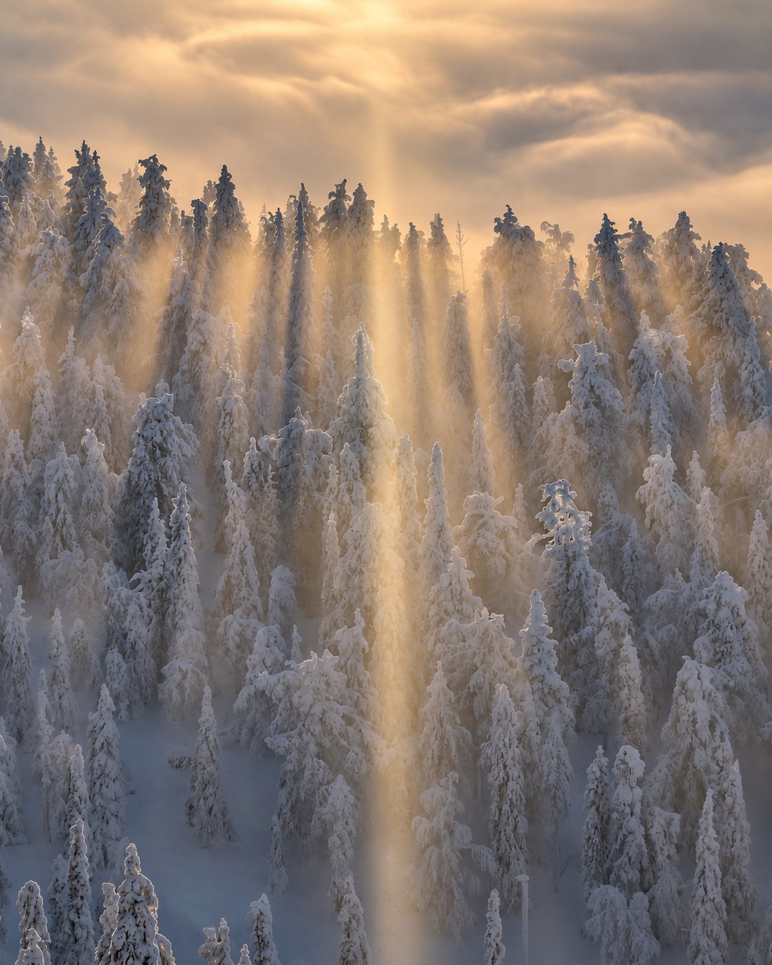Shafts of warm sunlight through mist and snow-laden conifers.